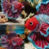 Crochet Betta Fish Free Pattern